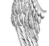 Sexy realistic wing  tattoo design high resolution download