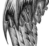 Realistic sexy wing  tattoo design high resolution download