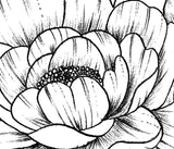 Linework peony half sleeve high resolution download