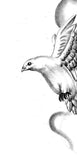 10 x Realistic dove tattoo design high resolution download