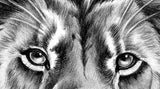Realistic lion tattoo design high resolution download