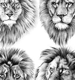 4 x Realistic lion tattoo design high resolution download