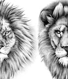 4 x Realistic lion tattoo design high resolution download
