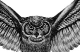 Realistic owl design download high resolution download