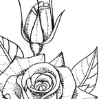 3 x Rose linework tattoo design high resolution download