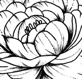 Sexy peony linework forearm tattoo design high resolution download