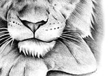 Realistic lion tattoo design high resolution download