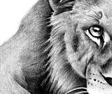 Realistic lion tattoo design high resolution download