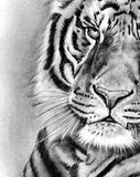Realistic tiger Tattoo design high resolution download